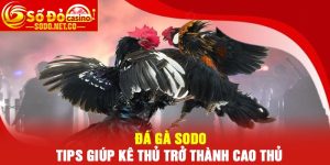 Đá Gà Sodo - Tips giúp kê thủ trở thành cao thủ