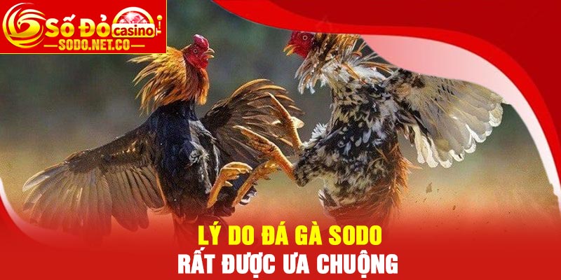 Lý do Đá Gà Sodo rất được ưa chuộng