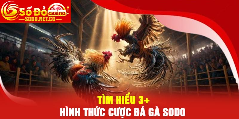 Tìm hiểu 3+ hình thức cược Đá Gà Sodo